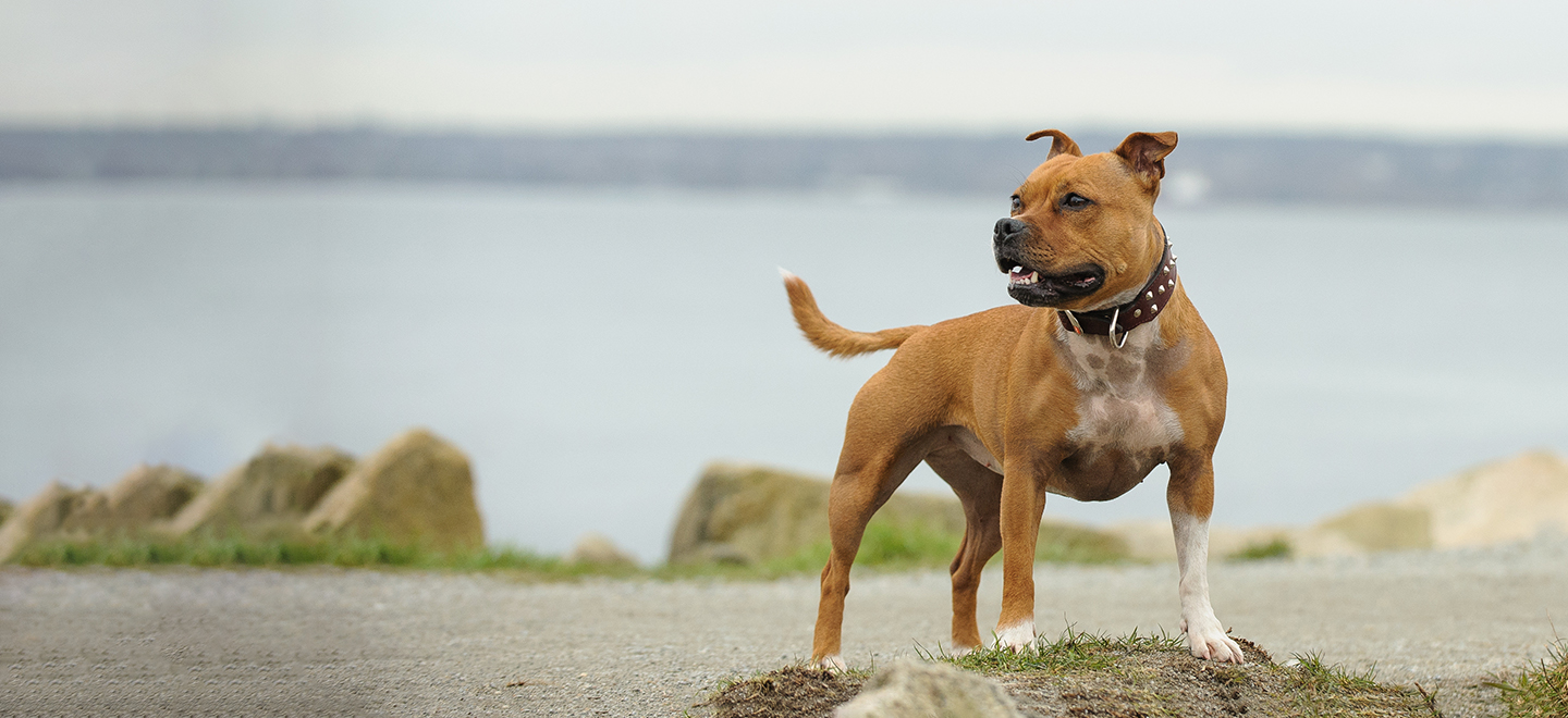 staffordshire bull terrier for sale