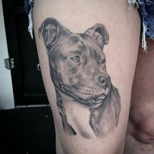 tatuaje pitbull