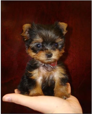 teacup yorkshire terrier