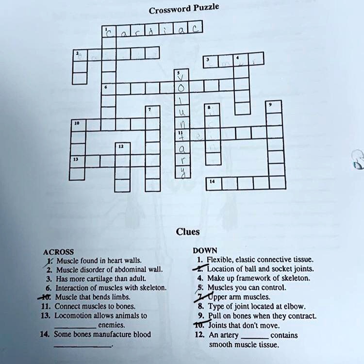 tendons crossword clue