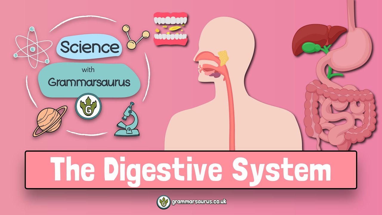 the digestive system for ks2