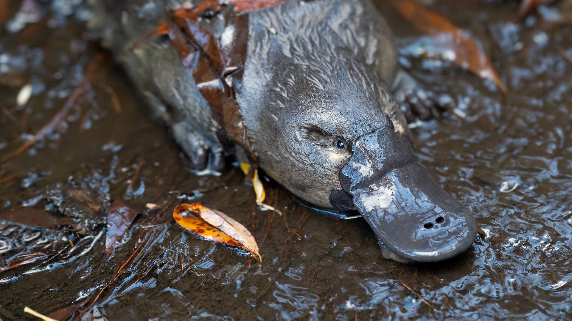 the platypus guardian peter walsh