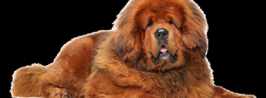 tibetan mastiff price in uk