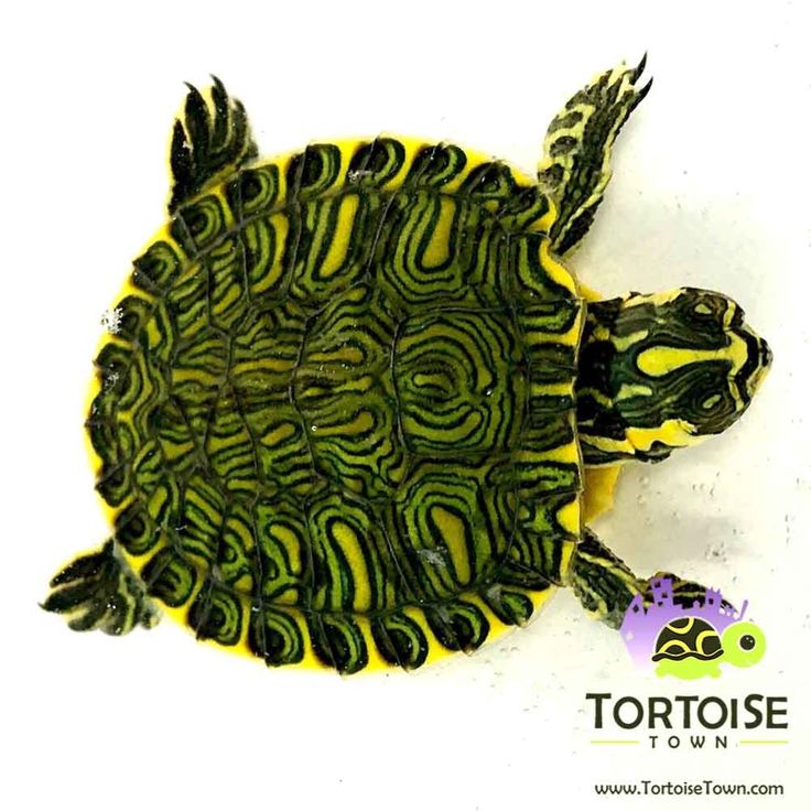 tortuga yellow belly