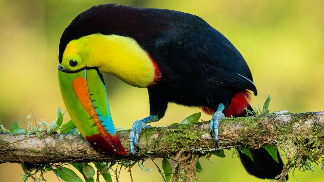 toucan fact file