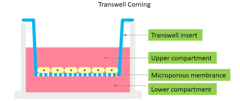 transwell