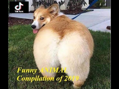 try not to laugh animals