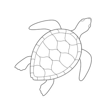 turtle drawing pictures