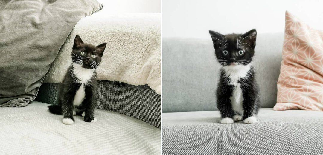 tuxedo cat kitten