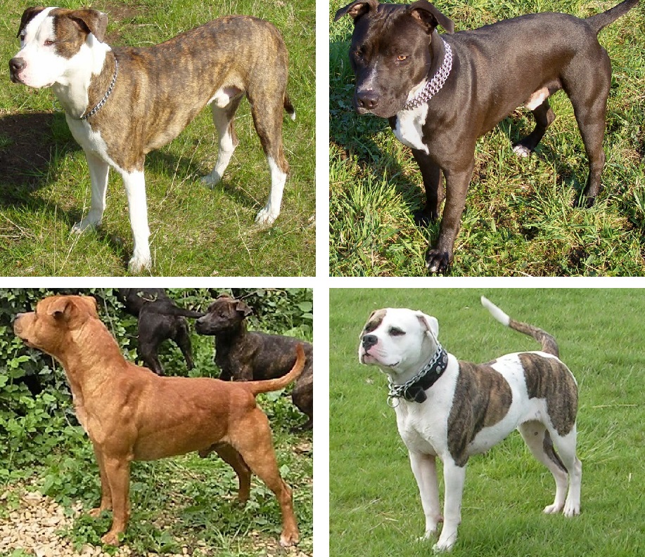 types of pitbull dog breeds