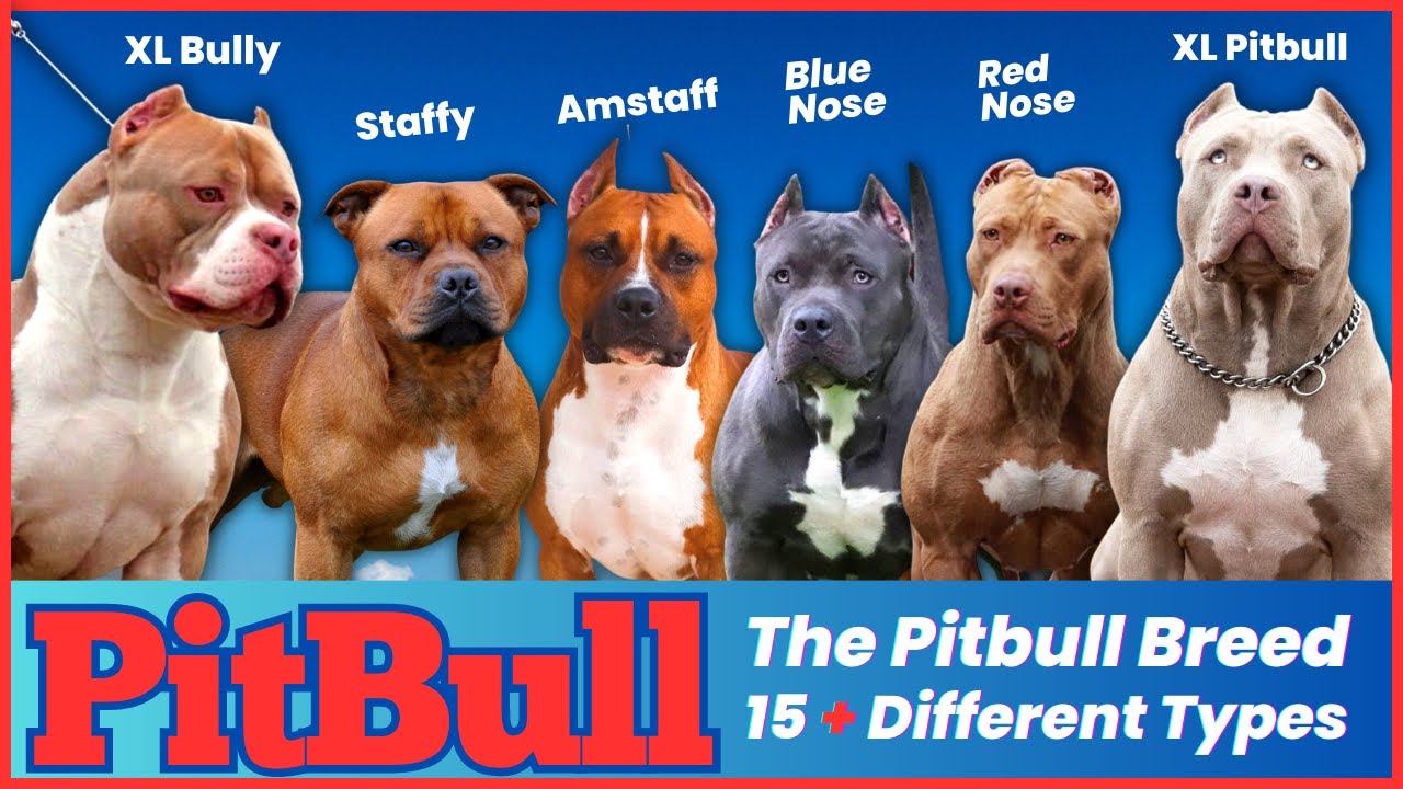 types of pitbull