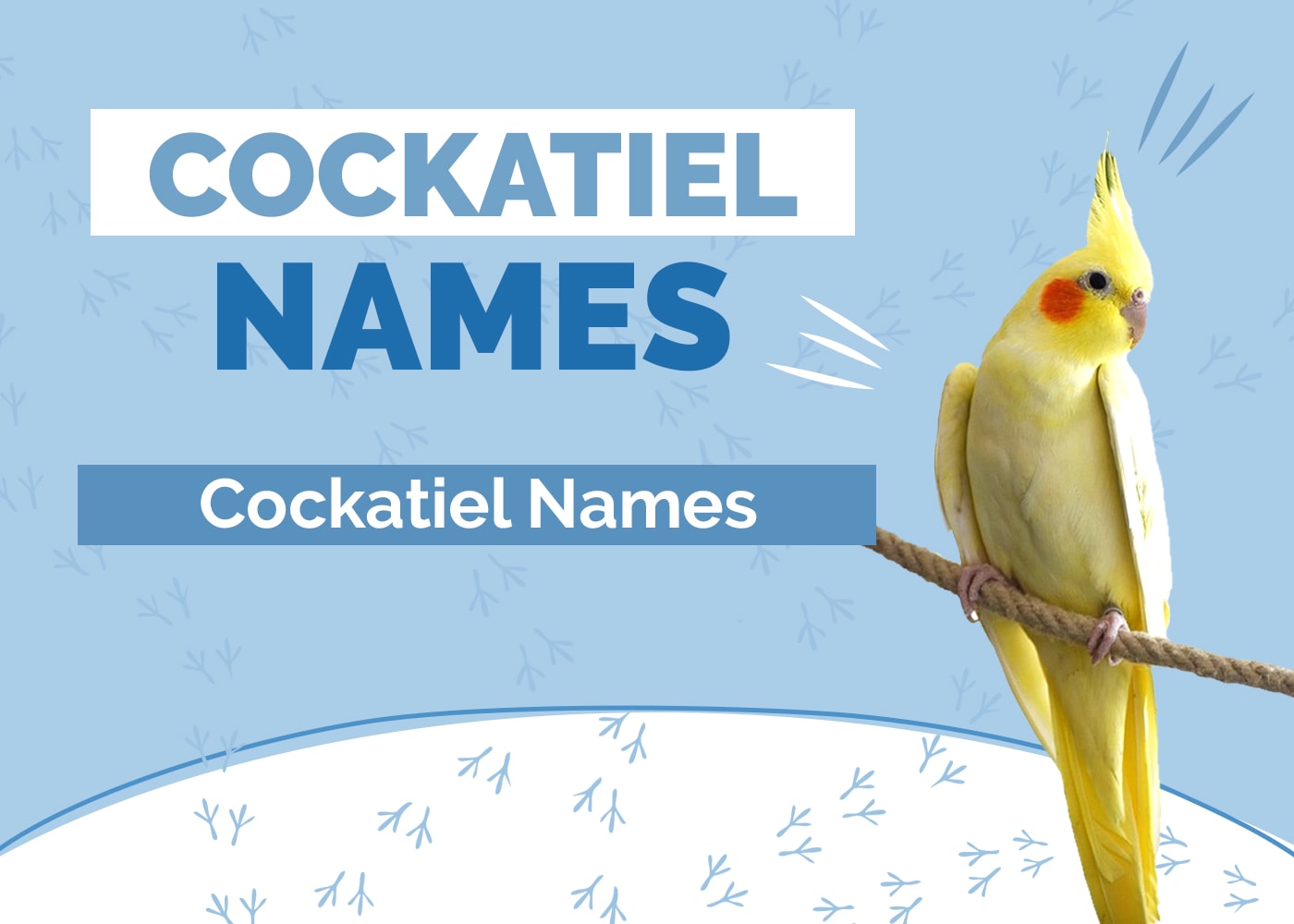 unique male cockatiel names