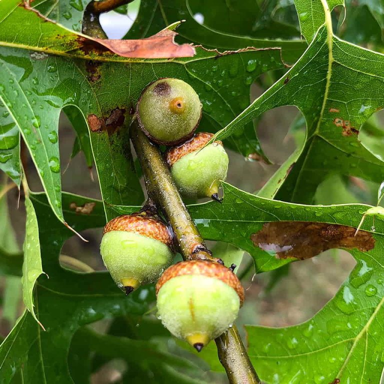 usps pin oak