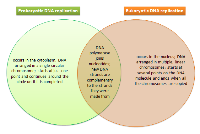 venn diagram for prokaryotes and eukaryotes