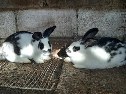 venta de conejos en asturias