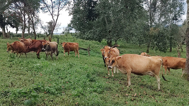 venta vacas lecheras