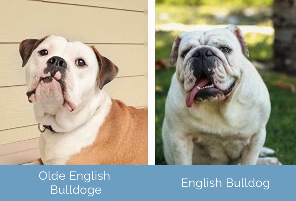 victorian bulldog vs olde english bulldog