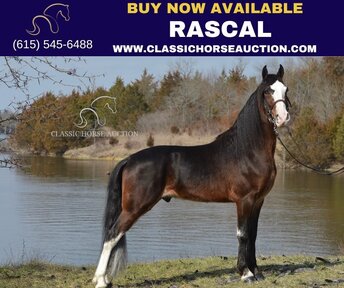 walking horses for sale in ky