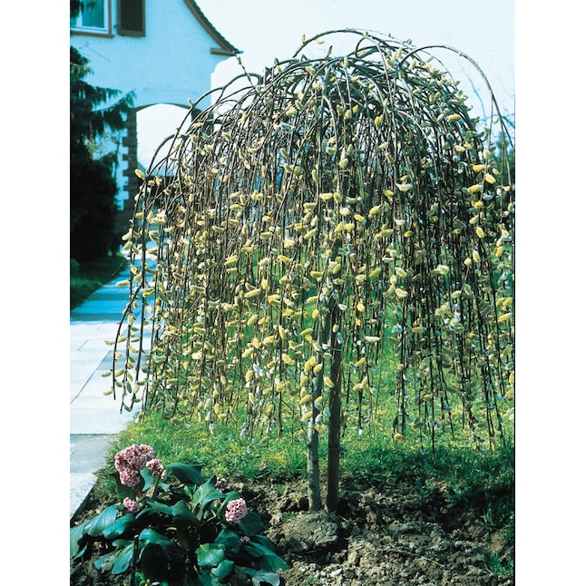 weeping pussy willow tree for sale