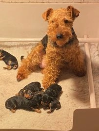 welsh terrier for sale