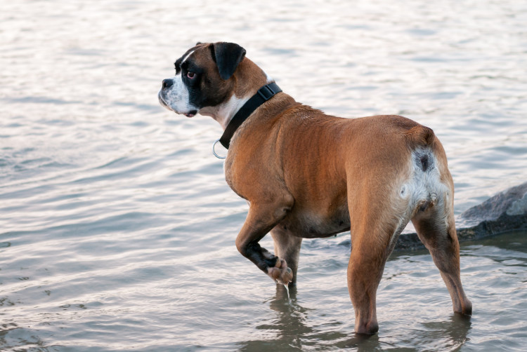 when does a boxer dog stop growing