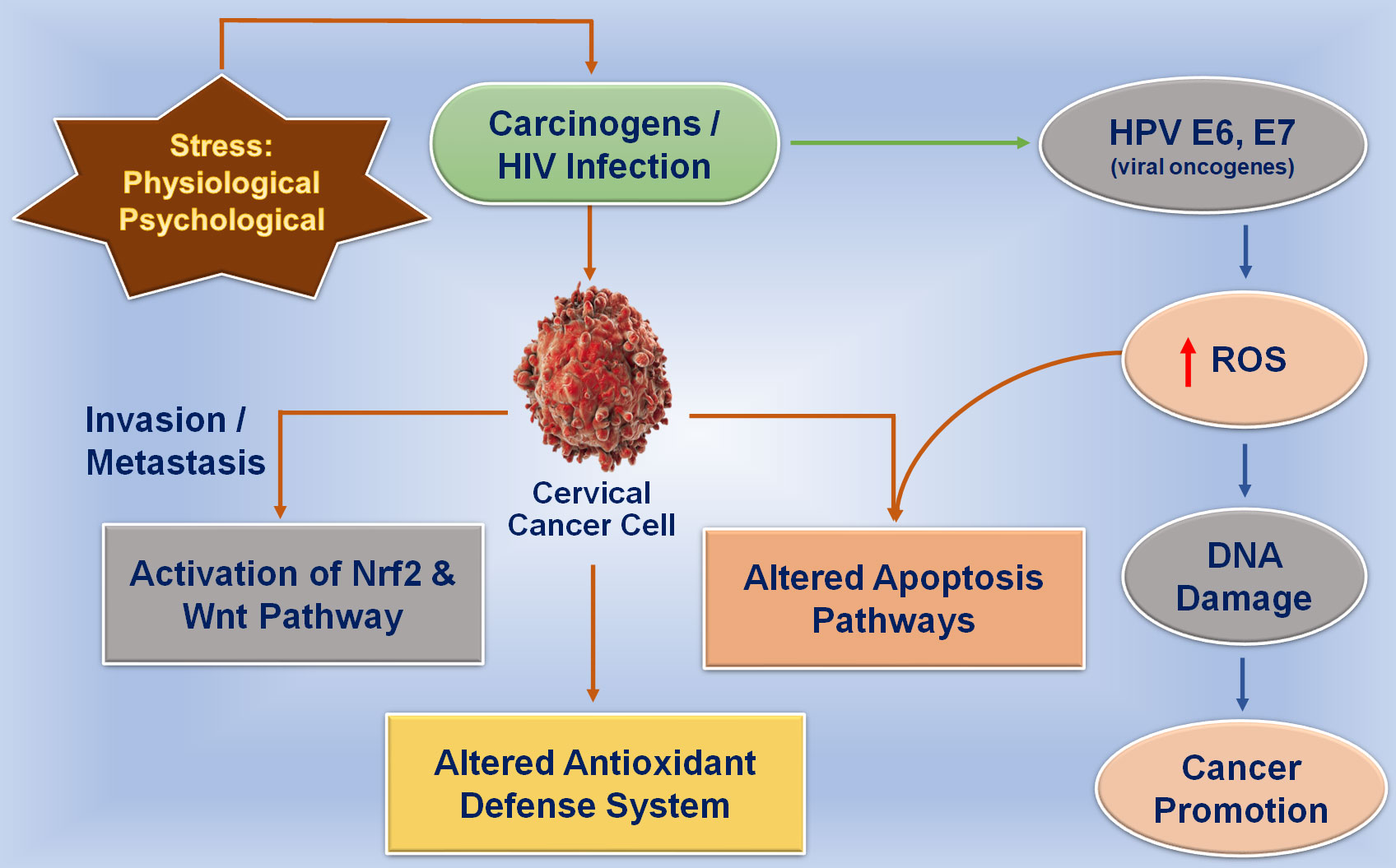 which organism is responsible for cervical cancer