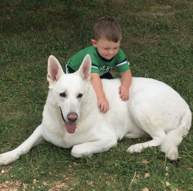 white gsd puppy