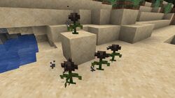 wither rose minecraft wiki