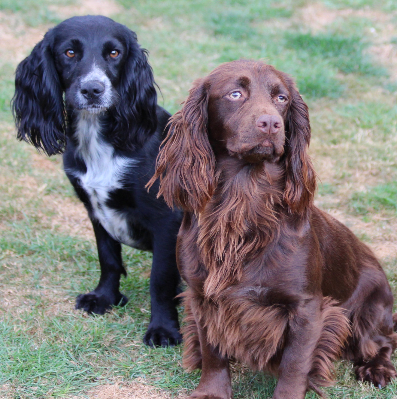 working cocker spaniel for sale