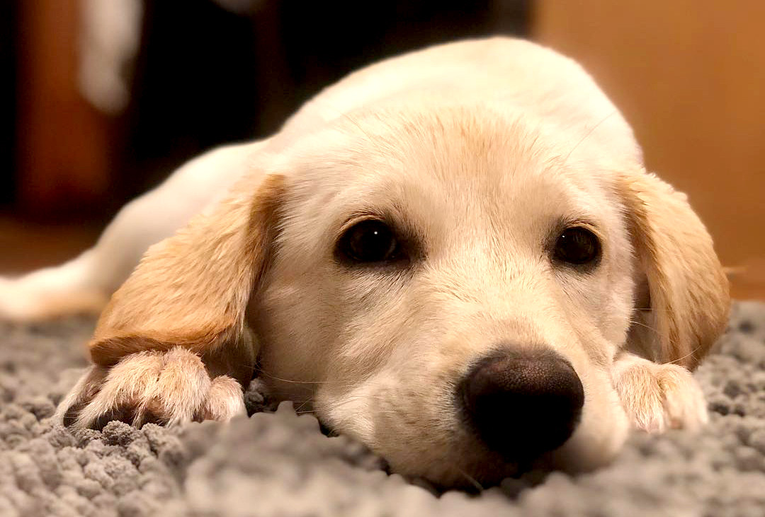 yellow lab for adoption near me