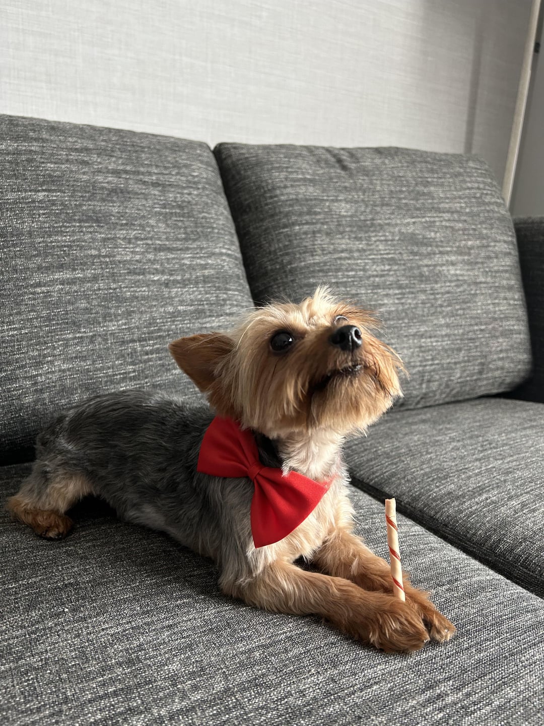 yorkie teddy bear haircut