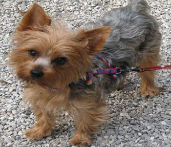 yorkshire terrier adopt