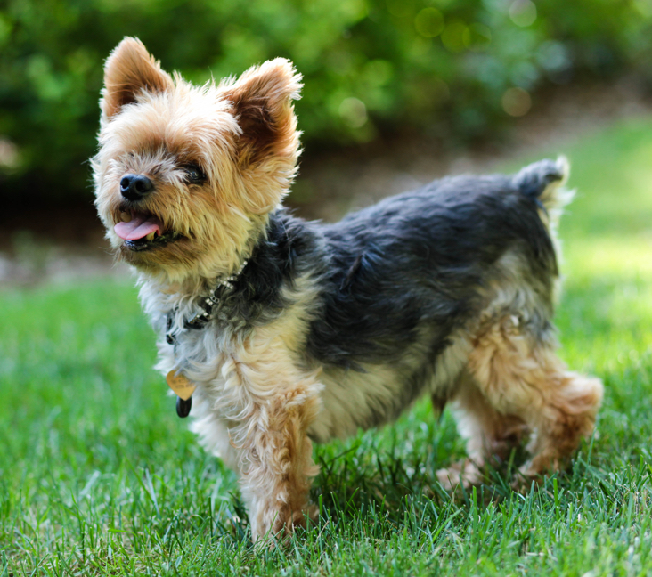 yorkshire terrier adoption near me